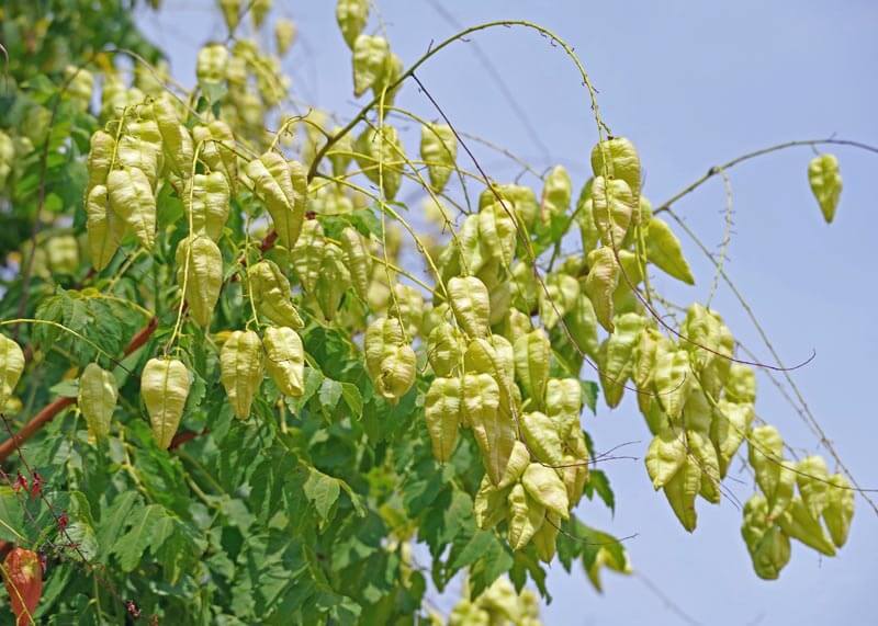 Golden rain tree pods