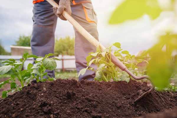 Berming planting areas