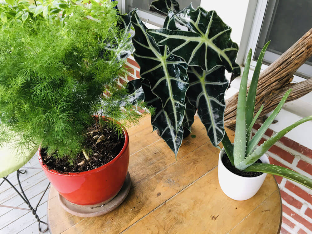 Potted aloe and Ming fern asparagus plants